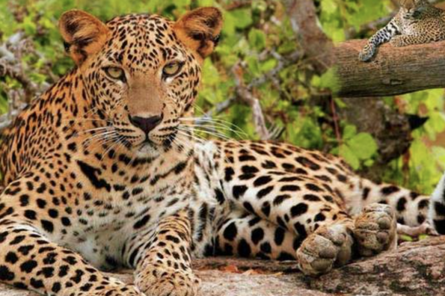 Wildlife & the Golden Triangle Tour India