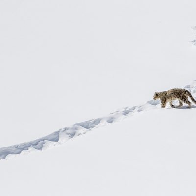 Himachal Snow Leopard Expedition – Unveiling the Mysteries of the Himalayas