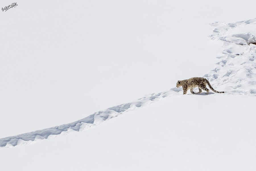 Himachal Snow Leopard Expedition – Unveiling the Mysteries of the Himalayas